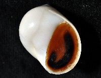 臍孔白玉螺藏品圖，第5張