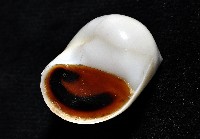 臍孔白玉螺藏品圖，第6張