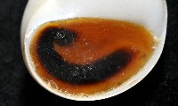 臍孔白玉螺藏品圖，第9張