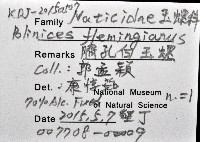 臍孔白玉螺藏品圖，第12張