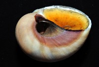 未知種扁玉螺藏品圖，第3張