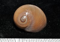 未知種扁玉螺藏品圖，第4張