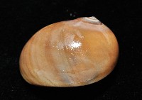 未知種扁玉螺藏品圖，第5張