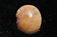 未知種扁玉螺藏品圖，第6張