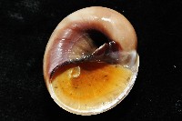 未知種扁玉螺藏品圖，第8張