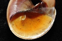 未知種扁玉螺藏品圖，第9張