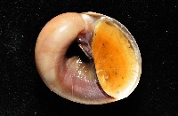 未知種扁玉螺藏品圖，第10張