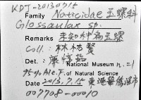 未知種扁玉螺藏品圖，第12張