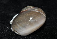 大玉螺藏品圖，第4張