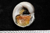 大玉螺藏品圖，第6張