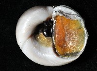 大玉螺藏品圖，第7張