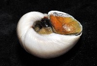 大玉螺藏品圖，第8張