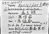 大玉螺藏品圖，第12張