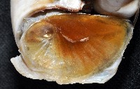 大玉螺藏品圖，第3張