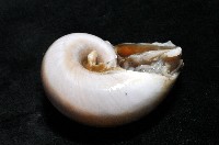 大玉螺藏品圖，第4張