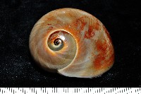 大玉螺藏品圖，第5張