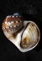 蝴蝶玉螺藏品圖，第8張