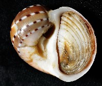 蝴蝶玉螺藏品圖，第10張