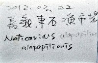 蝴蝶玉螺藏品圖，第15張
