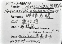 蝴蝶玉螺藏品圖，第16張