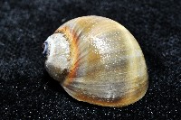 安東尼玉螺藏品圖，第2張