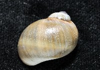 安東尼玉螺藏品圖，第3張