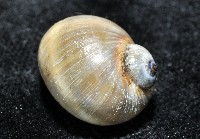 安東尼玉螺藏品圖，第4張
