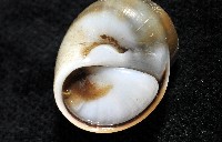 安東尼玉螺藏品圖，第7張