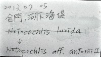 安東尼玉螺藏品圖，第11張