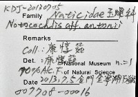 安東尼玉螺藏品圖，第12張