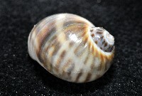 小灰玉螺藏品圖，第3張