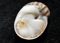 小灰玉螺藏品圖，第8張