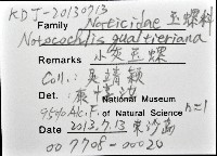 小灰玉螺藏品圖，第12張