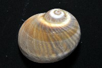 小灰玉螺藏品圖，第2張