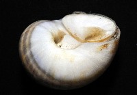 小灰玉螺藏品圖，第4張