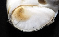 小灰玉螺藏品圖，第7張
