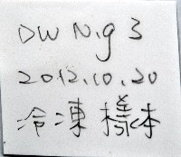 小灰玉螺藏品圖，第15張