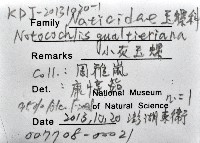 小灰玉螺藏品圖，第16張
