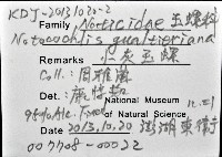 小灰玉螺藏品圖，第12張