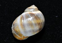 小灰玉螺藏品圖，第3張