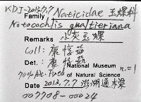 小灰玉螺藏品圖，第8張
