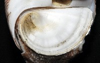 細紋玉螺藏品圖，第4張