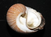 細紋玉螺藏品圖，第5張