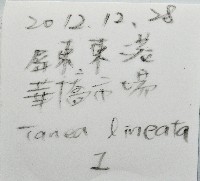 細紋玉螺藏品圖，第11張