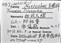 細紋玉螺藏品圖，第12張