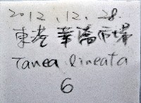 細紋玉螺藏品圖，第11張