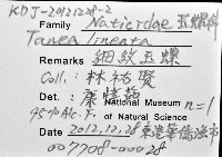 細紋玉螺藏品圖，第12張
