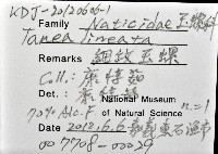 細紋玉螺藏品圖，第12張
