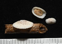 登錄號:007715-00006藏品圖，第1張