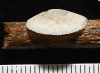 登錄號:007715-00006藏品圖，第2張